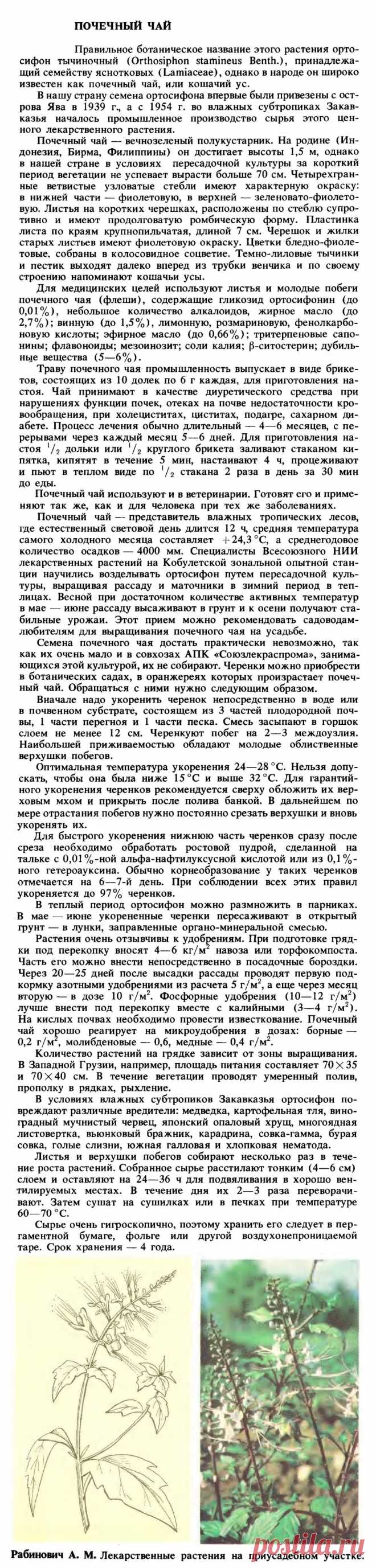 Ортосифон тычиночный (почечный чай)
