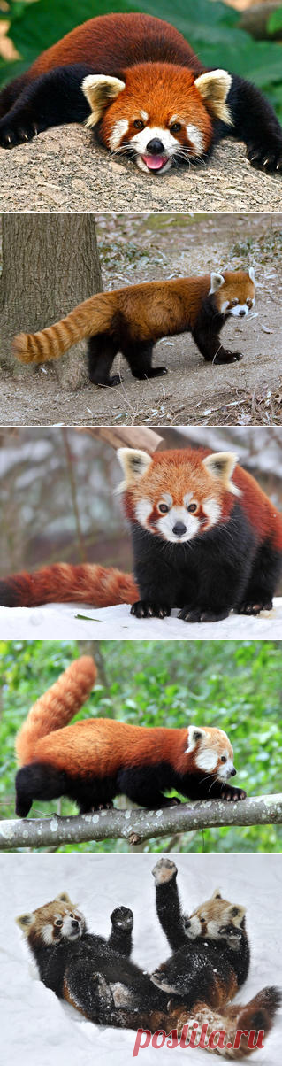 Смотреть изображения малых панд | Зооляндия