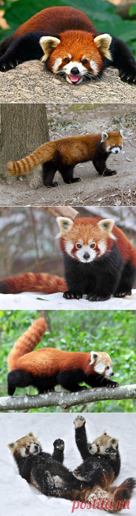 Смотреть изображения малых панд | Зооляндия