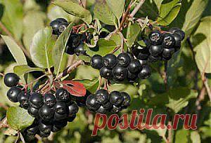 Кому полезна черноплодная рябина | Черноплодная рябина, или арония, была завезена в Европу из Северной Америки в конце прошлого столетия. Сравнительно недавно она стала культивироваться в бывшей СССР и сейчас широко распространена в центральном районе европейской части страны, Прибалтике, северных и северо-западных областях бывшего СССР.