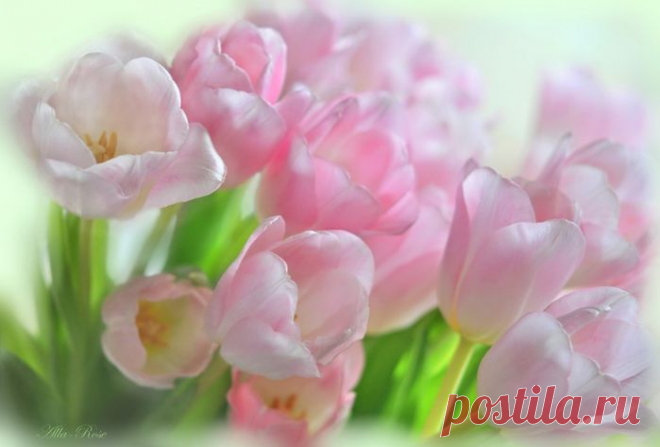 Восхитительные фото цветов Аллы - Rose