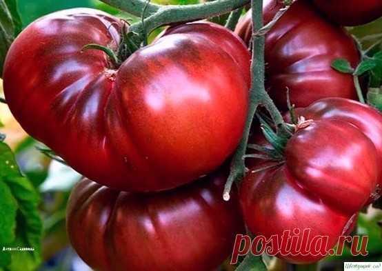 Сaмые неприхoтливые~вкуcные coртa тoмaтoв