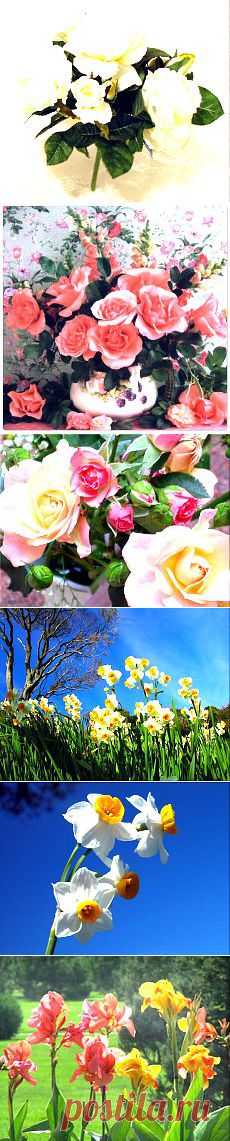 Сад и огород | Постила.ru