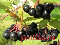 Что приготовить из из черноплодной рябины. - Садоводка