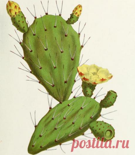 Кактус плоский: виды, названия и фото Для начала стоит определить, как называется плоский кактус. Относится он к семейству кактусовых, роду Опунция, который насчитывает около трехсот видов. Это растение распространено на обширных территориях Южной и Северной Америки...