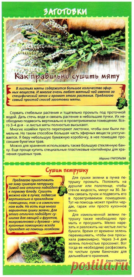 Как правильно сушить мяту. Сушим петрушку