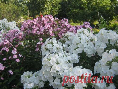 Цветы в августе