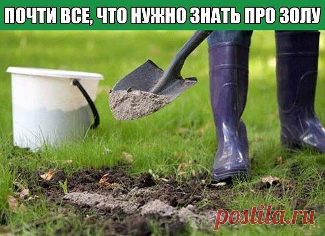ПОЧТИ ВСЕ, ЧТО НУЖНОЗНАТЬ ПРО ЗОЛУ
 
1. Зола питает растения.  
 
Азота в ней нет, но содержится до 30 элементов: калий, кальций, магний, железо, кремний, фосфор, сера, бор, марганец и др.  
 
Зола может заменить фосфорно-калийное удобрение. При этом в древесной золе и в золе, полученной от сжигания соломы, содержится разное количество элементов.  
В 100 г древесной золы (1 стакан объёмом 200 гр) содержится 3 г фосфора, 8 г калия, 25 г кальция.  
Зола соломы содержит больше питательных веществ