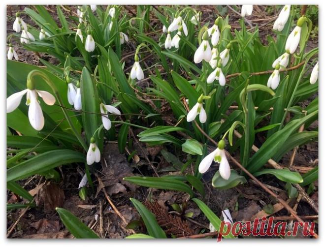 Подснежник. | Для дачников.ру