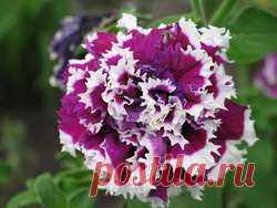 Петуния в вашем ландшафтном дизайне: куда подойдёт