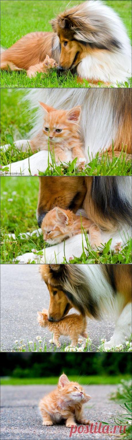 Колли и котёнок - ТВОРЧЕСКИЙ -ART