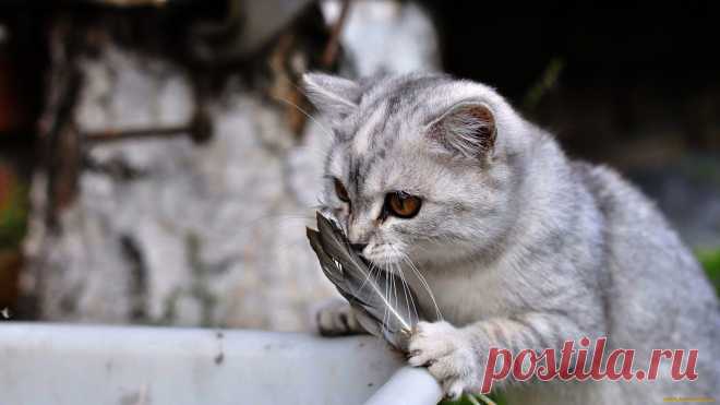 Скачать обои животные, коты, кошка, перья из раздела Животные, в разрешении 1920x1080