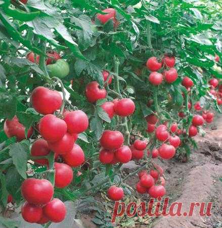 Детерминантный и индетерминантный сорт помидор – что это?