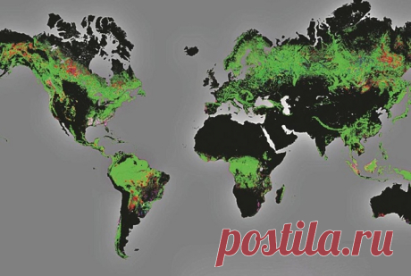 Деревья на Земле - более 3-х трлн.