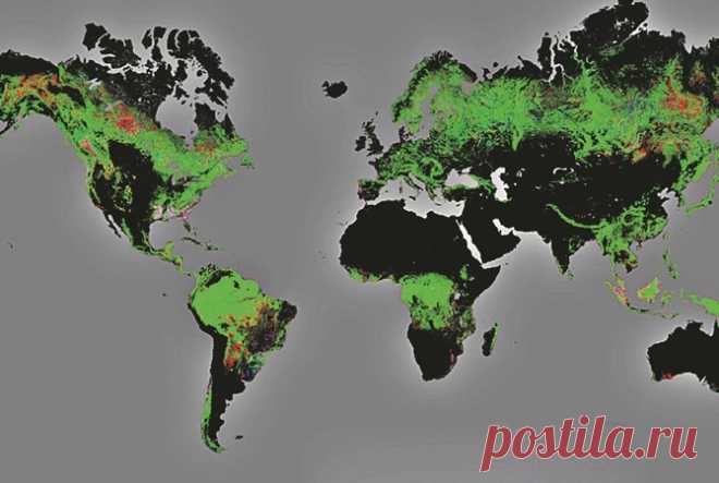 Деревья на Земле - более 3-х трлн.