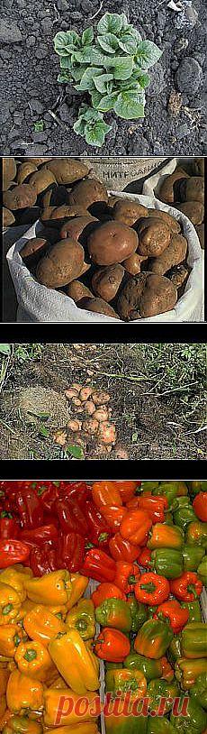 Воплощение ушедшей эпохи - Культура - Свободная... и другие материалы. Новое в Вашей подборке на Постила.ru - hyanhe@mail.ru - Почта Mail.Ru