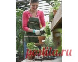 Пересадка комнатных растений, полезные советы - allWomens