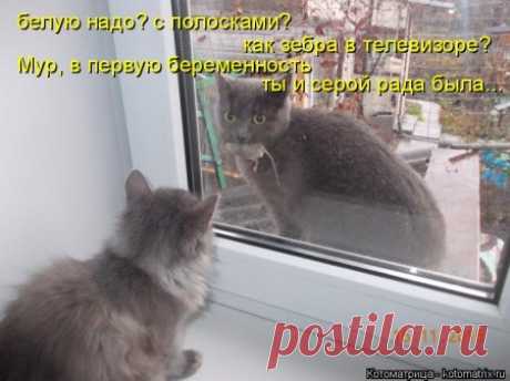 Забавных котомартиц пост