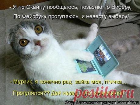 Котоматрица - ФОТО (30.10.2015)