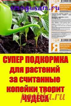 📌СУПЕР ПОДКОРМКА  для растений  творит ЧУДЕСА🌱 Янтарная кислота🌱 in 2023