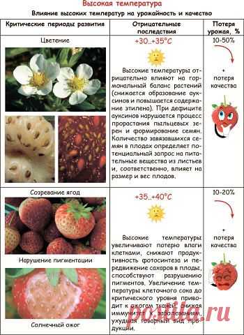 Питомник Земляничная поляна Елена
Россия, Ростовская область. с Чалтырь.
все её фото