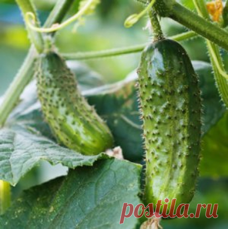 Огурцы на балконе – секреты высокого урожая | Огородник (Усадьба)