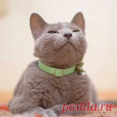 Cats of Instagram | Daily doses of original, cute, cat photos