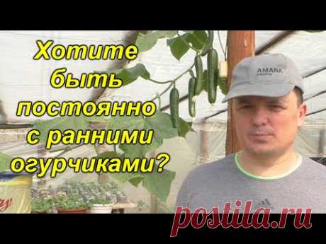 Ранние огурцы у нас плодоносят непрерывно! Так сможет каждый!