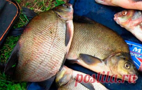 Все о прикормках для леща + лучшие рецепты – Рыбалке.нет