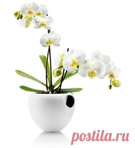 У орхидеи сгнили корни? – Не беда! Pасскажу как спасти орхидею без корней!