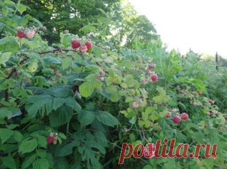 Удобрение малины осенью – залог будущего урожая