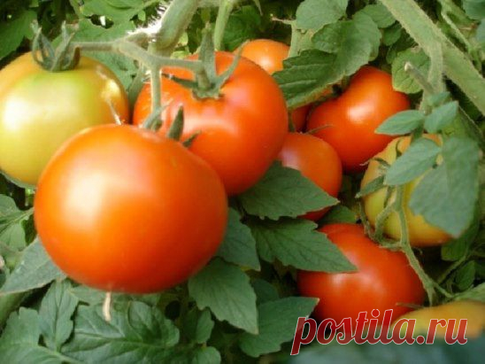 фурацилин от фитофторы