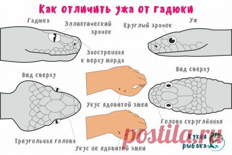 Памятка для защиты от гадюк во время сезона шашлыков и походов: Отличия от ужа, поведение при встрече, действия при укусе | Книга животных | Яндекс Дзен