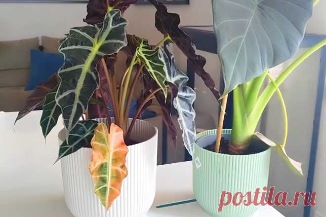 Желтеет алоказия: причины и способы устранения жёлтых листьев &#8211; Agro-Info
