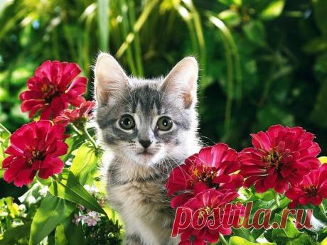 Котята в цветах | РОЗЫ