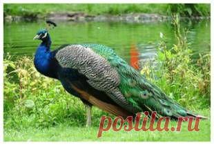 Макарьевский страус - Разведение павлинов