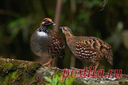 В Новосибирскую область прилетели редкие куропатки. В Бугринском районе Новосибирской области появились редкие куропатки. Редких птиц заметили местные жители. В настоящее время прилетевшие в регион дикие серые куропатки находятся на территории одного из домовладений. По словам орнитолога, такие птицы редко появляются в Новосибирской области в связи с суровым климатом.