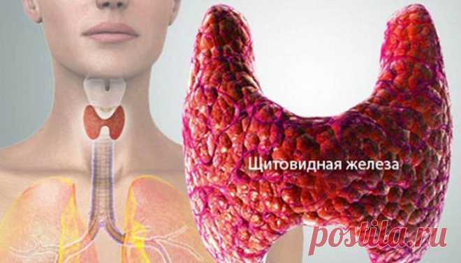Очищаем щитовидную железу Если коротко, то эту болезнь ещё вполне оправданно называют «болезнью домохозяек», так как причина её кроется в том, что женщина себя добровольно-принудительно ограничивает (а точнее — хоронит) в четы…