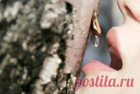 Уникальные лечебные свойства и польза березового сока. | Советы Народной Мудрости