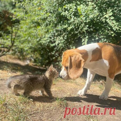 Photo by Котята даром Алматы on September 11, 2021. May be an image of cat, dog and outdoors.