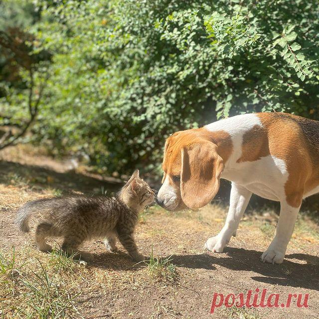 Photo by Котята даром Алматы on September 11, 2021. May be an image of cat, dog and outdoors.