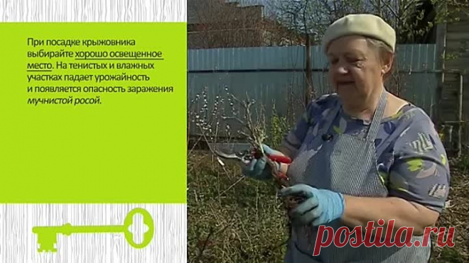 Как правильно сажать ягодные кустарники. Смородина, крыжовник, малина