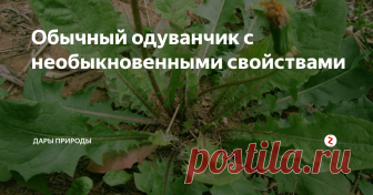Обычный одуванчик с необыкновенными свойствами Растение выкапывают незадолго до цветения или во время цветения (с мая по август). Корень очищают и высушивают в тени. Целый корень имеет срок хранения до трех лет, разрезанный или измельченный — полтора года. Листья используются весной в качестве первого весеннего салата — мелко нарезанные, с добавлением лимонного сока и масла оливы (или уксуса и масла). 
Прежде чем измельчать, листи знали давно.
