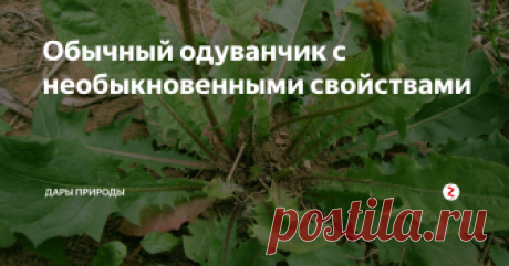 Обычный одуванчик с необыкновенными свойствами Растение выкапывают незадолго до цветения или во время цветения (с мая по август). Корень очищают и высушивают в тени. Целый корень имеет срок хранения до трех лет, разрезанный или измельченный — полтора года. Листья используются весной в качестве первого весеннего салата — мелко нарезанные, с добавлением лимонного сока и масла оливы (или уксуса и масла). 
Прежде чем измельчать, листи знали давно.