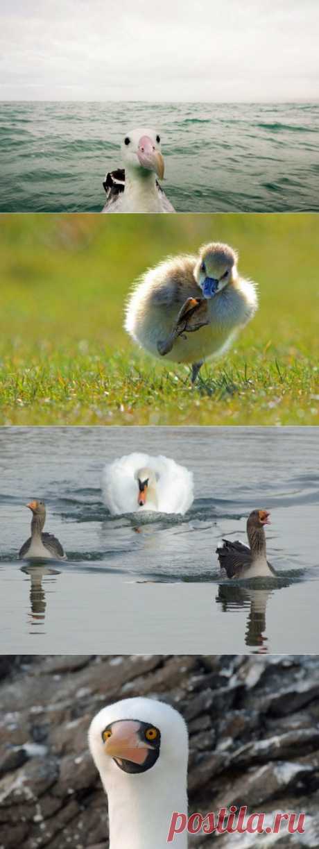 Эти фотографии Вы точно не видели! Работы конкурса Comedy Wildlife Photography Awards — Фотоискусство