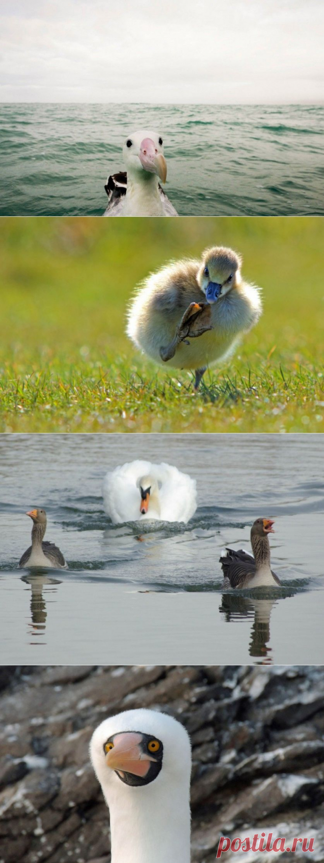 Эти фотографии Вы точно не видели! Работы конкурса Comedy Wildlife Photography Awards — Фотоискусство