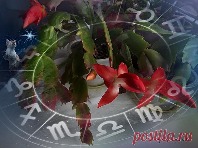 Гороскоп с 6 по 12 ноября 2023 | Недельный гороскоп | Астропропаганда | Астролог Нина Стрелкова | 

✧ На этой неделе количество напряженных и гармоничных аспектов уравновешено. Точными становятся пять значимых аспектов. Кроме того, две планеты (Венера и Меркурий) меняют знак...