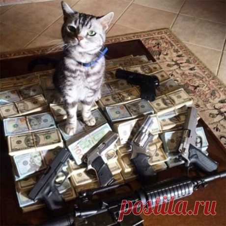 Котяры-гангстеры