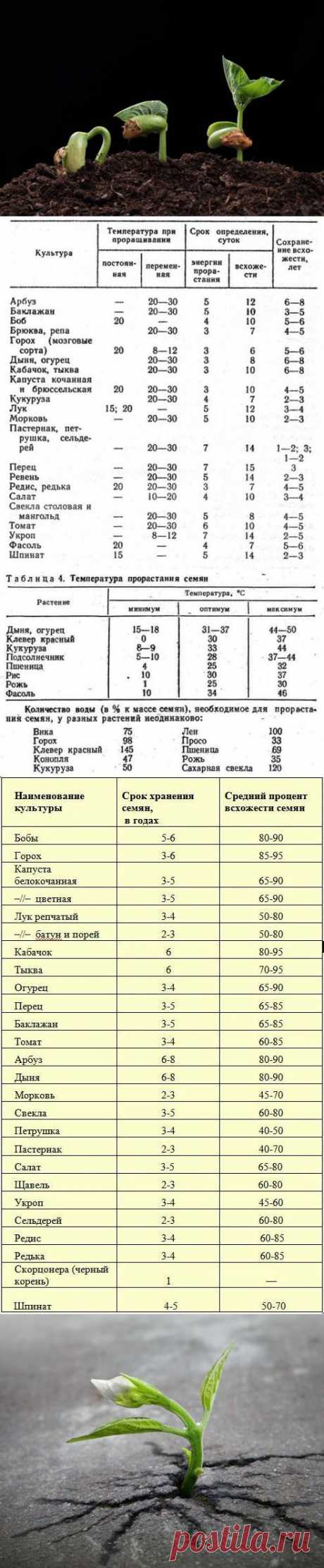 Как проверить семена на всхожесть / семена / 7dach.ru