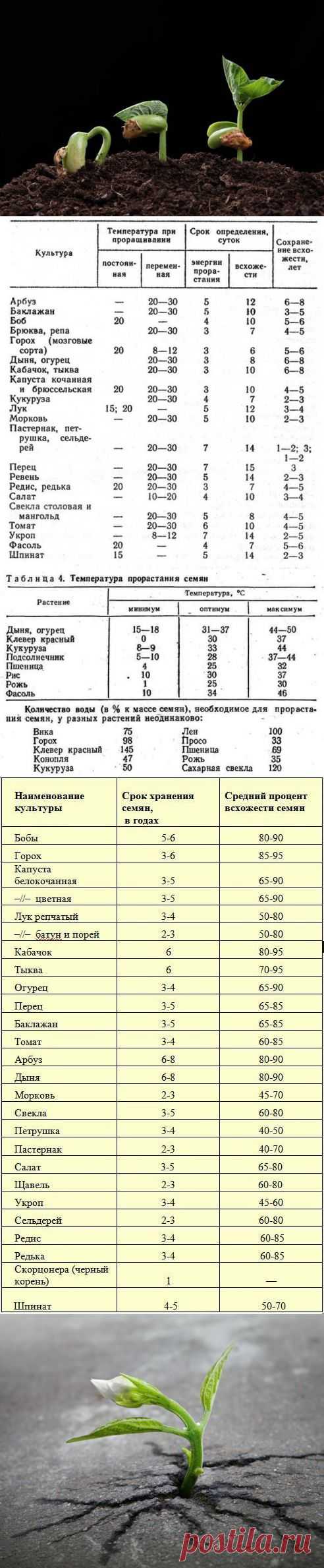 Как проверить семена на всхожесть / семена / 7dach.ru